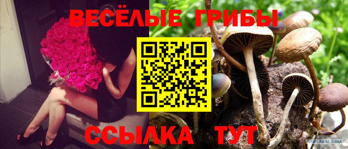 Нововоронеж  Псилоцибиновые грибы Cubensis  Вход с VPN 